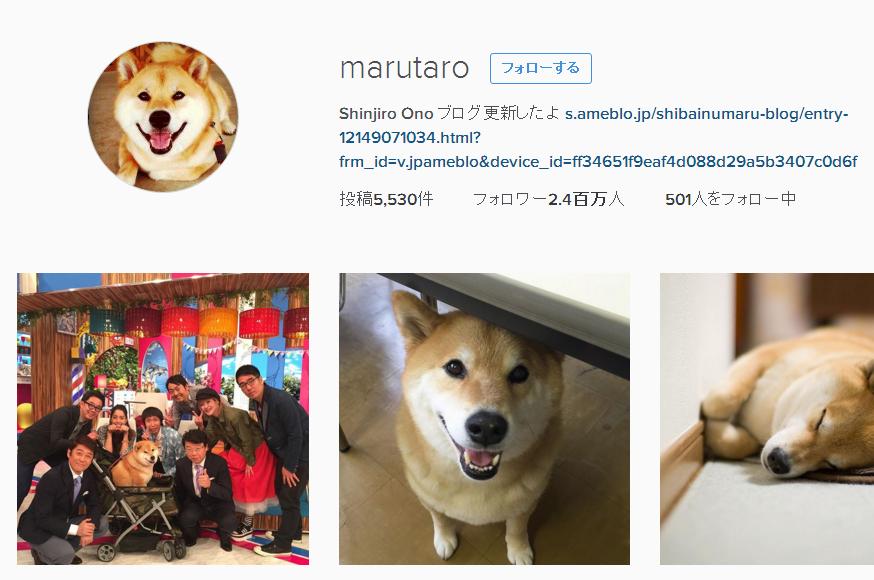 柴犬まるちゃん　Instagram　バイキング