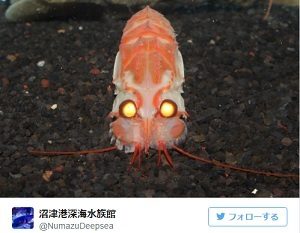 今日の発見！深海のバルタン星人　沼津港深海水族館　静岡県の水族館