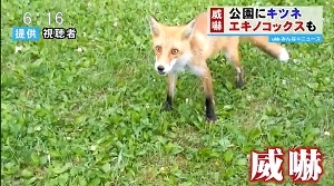 威嚇するキツネ　エキノコックスの感染の危険　北海道・札幌市　公園の場所