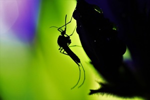 スーパー耐性蚊の増加　日本での水際対策は？
