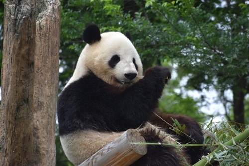 日本からパンダがいなくなる？迫る「返還期限」と背景を徹底解説