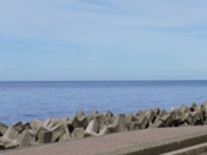 イルカに追われたマイワシが大量侵入！養殖トラウトサーモン6,600匹が酸欠で全滅